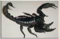 escorpion asiatico